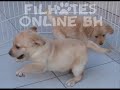 Search Video