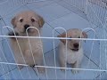 Search Video