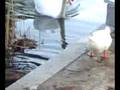 un pato fen una accio idiota