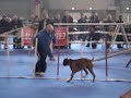 concours agility colmar