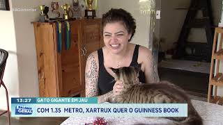 Gato gigante em Jaú: Com 1,35 metros, Xartrux quer o Guinness Book