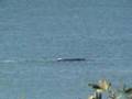 more whale watching