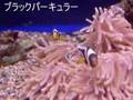さんご礁