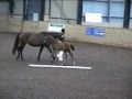 FOR SALE 2009 Colt by Speilberg (Sunny Boy) x Troy (Negro)
