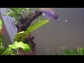 acei cichlids at 5 weeks old feeding on flakes