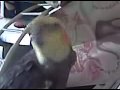Mikey Bird the Cockatiel Performing Billy Joel