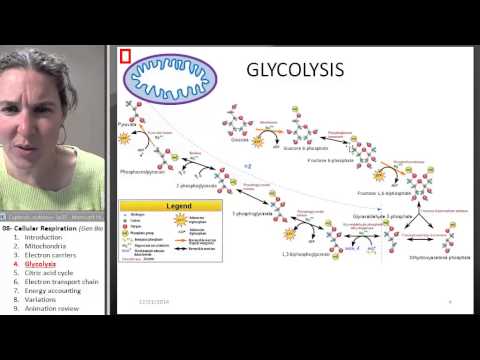 Cellular Respiration 3- Electron Carriers