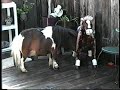 Click here to watch this video littleman movie.mov