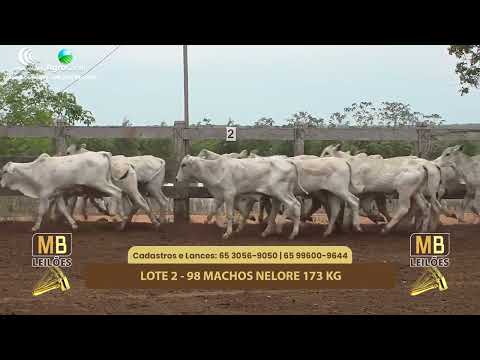 517 LEILO VIRTUAL MB LEILES