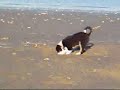 My Border Collie pyppy on the beach (1)