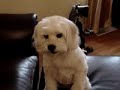 Emma the talking dog