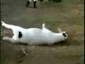 Funny goats