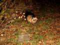 庭のタヌキ　Raccoon dogs came to the my garden