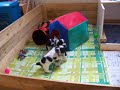 gummiboll - homsi bomsi gummiboll - homsi bomsi