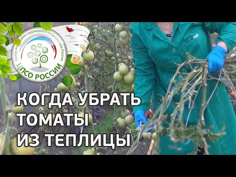 Сплошная уборка томата в теплице. Когда убрать помидоры из теплицы.