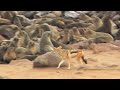 Jackal Hunting Baby Cape Fur Seal