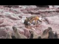 Jackal hunting baby Cape Fur Seal Jackal hunting baby Cape Fur Seal
