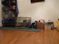 Chinchillas Jumping Like Crazy Chinchillas Jumping Like Crazy
