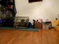 Chinchillas Jumping Like Crazy