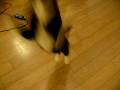 videos de 身手矯健的GOMA