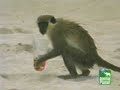Drunk Monkeys