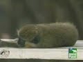 Drunk Monkeys
