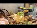 The couple of Pogona vitticeps.