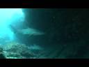 Raggy Tooth Shark South Africa