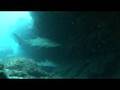 videos de Raggy Tooth Shark South Africa
