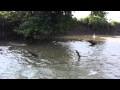 Asian Carp Jumping, Boat View 1