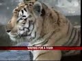 Groom trouble: Lonely tigress waits for a mate!