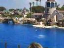 Sea World Dolphins 2
