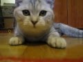 Fotomodel Cat