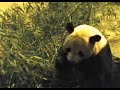 Panda Lunch