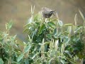 Andean Tit-Spinetail