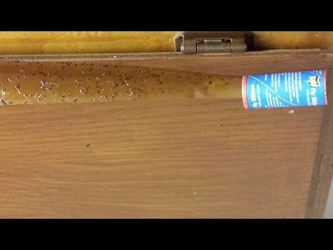 how to get rid gnats in the kitchen