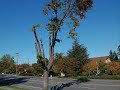 Monoculture.wmv
