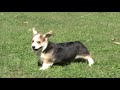 Sidney-Wendy Puppies