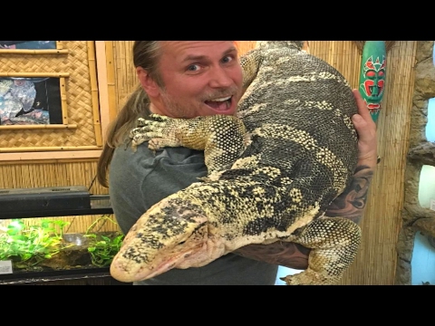 YouTube reptile video