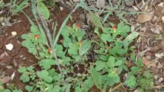 زيتا جماعين