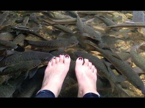 YouTube reptile video
