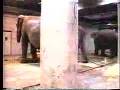Circus Elephants: Training and Tragedy