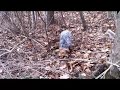 Click here to watch this video The wild yorkie emerging from hibernation. (Mocumentary footage)