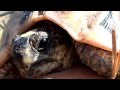 Visual film of South Africa - Northern / Western Cape