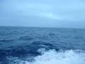 Dolphin in the pacific 2