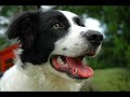 A Collie Dog Breed Slideshow