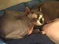 videos de My 3 Cats..... Love Each Other.