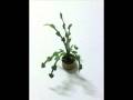 Quilling : indoor plants