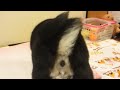 Click here to watch this video むしゃくしゃする～Ver.1