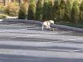 Perro en patinete